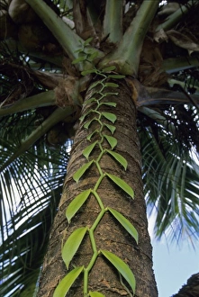 Flavoring Prints: Vanilla Orchid, (Vanilla sp. ), major international export, Maraonsetra, NE Madagascar