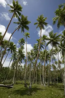 Vanuatu Prints: VANUATU, Efate Island, EMUA. Island Palms / North Efate