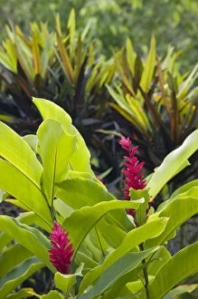 VANUATU, Efate Island, MELE MAAT. Red Ginger Flowers (guillainia purpurata)