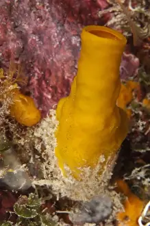 Quintana Roo Prints: Variable Boring Sponge (Siphonodictyon coralliphagum), Punta Gruesa, Mahahual Peninsula