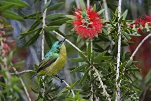 Variable Sunbird, Nectarinia venusta, Aberdare Country Club, Nyeri, Kenya