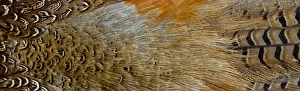 Images Dated 6th November 2011: Variations on feather colors of the Ring-necked Pheasant