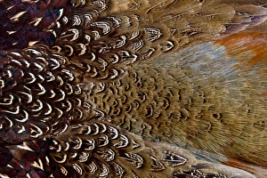 Images Dated 6th November 2011: Variations on feather colors of the Ring-necked Pheasant