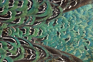 Images Dated 15th November 2011: Variations on feather colors of the Ring-necked Pheasant