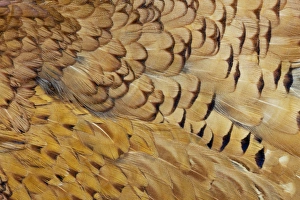 Variations on feather colors of the Ring-necked Pheasant