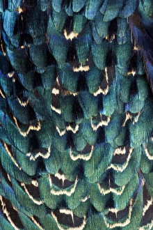 Images Dated 15th November 2011: Variations on feather colors of the Ring-necked Pheasant