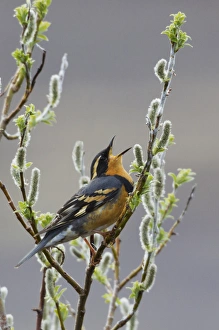 Thrush Prints: Varied Thrush Singing