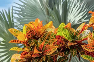 Variegated Croton