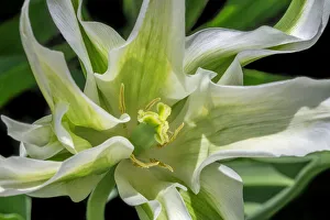 Images Dated 22nd January 2021: Variegated tulip