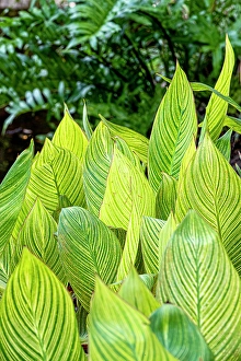 Horticulture Prints: The variegation of a plant draws contrast to other green foliage