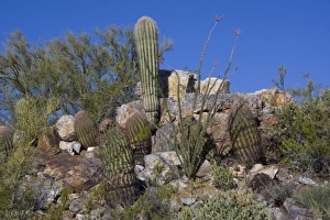 Images Dated 2nd April 2009: Variety of Cactus, Littleleaf paloverde