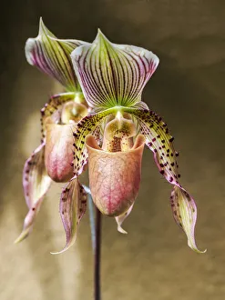 Variety of Slipper orchid Paphiopedilum