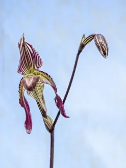 Paphiopedilum Prints: Variety of Slipper orchid Paphiopedilum