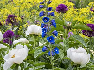 Peony Prints: Variety of spring blooming flowers in a garden
