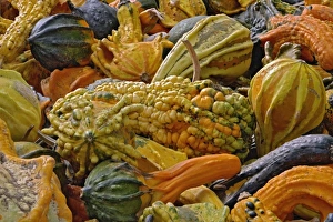 Squash Prints: Variety of squash