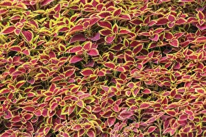 Great Wall Prints: varigated ground cover, The Great Wall- Modern Seven Wonders of the World