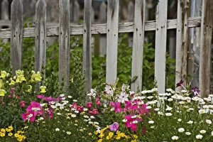 Various flowers in picket fence, Virginia City, Montana