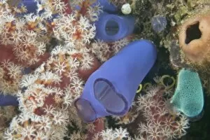 Various Tunicates and Gorgonian Sea Fan, Banda Sea, Indonesia