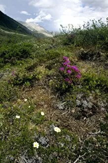 Various wildflowers including White Mountain Aven (Dryas octopetala) across the arctic