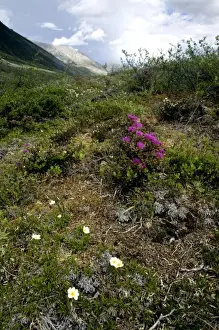 Arctic Refuge Prints: Various wildflowers including White Mountain Aven (Dryas octopetala) across the arctic