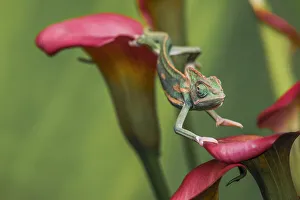 Lizard Prints: Veiled chameleon