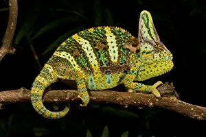 Images Dated 19th July 2009: Veiled Chameleon Chamaeleo calyptratus Native to Yemen Habitat Varied Trees