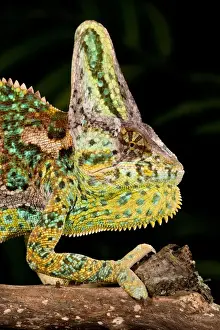 Images Dated 19th July 2009: Veiled Chameleon Chamaeleo calyptratus Native to Yemen Habitat Varied Trees