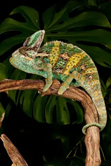 Veiled Chameleon Chamaeleo calyptratus Native to Yemen Habitat Varied Trees