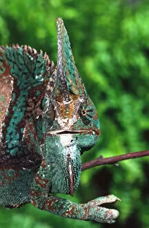 Images Dated 28th February 2007: Veiled Chameleon (Male) Chamaeleo calyptratus Native to Yemen