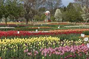 Images Dated 29th July 2020: Veldheer Tulip Garden, Holland, Michigan