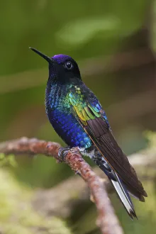 Plumage Prints: Velvet-purple coronet