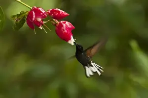 Mindo Prints: Velvet-purple Coronet (Boissonneaua jardini) Mindo Cloud Forest