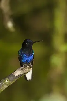 Velvet-purple Coronet (Boissonneaua jardini) Mindo Cloud Forest