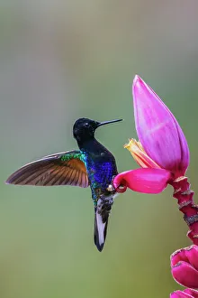 Banana Prints: Velvet-purple coronet hummingbird foraging at banana bloom in the cloud forest of Ecuador