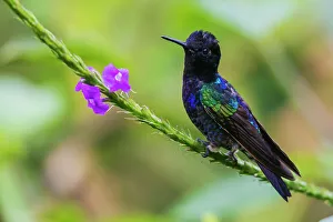 Images Dated 30th June 2023: Velvet-purple coronet hummingbird perched on a flower stem in the endangered Choco Forest of Ecuador