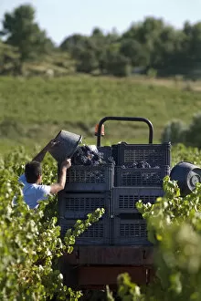Vendange in Vaucluse, vine harvest, Provence, France