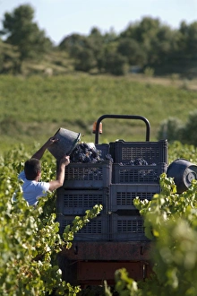 Worker Prints: Vendange in Vaucluse, vine harvest, Provence, France