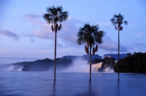 Venezuela, Canaima Lagoon, Canaima National Park, palm trees at dawn in the Carrao River