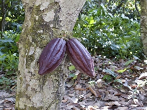 Venezuela. Chuao. In the forest: cocoa tree and fruits