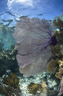 Atoll Prints: Venus Sea Fan (Gorgonia flabellum), Lighthouse Reef Atoll, Belize, Central America