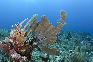 Venus Sea Fan (Gorgonia flabellum), Hol Chan Marine Reserve, Coral Reef Island, Belize Barrier Reef