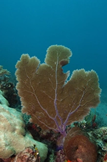 Images Dated 22nd October 2009: Venus Sea Fan (Gorgonia flabellum), Puenta Gruesa, Sian Ka an Biosphere Reserve