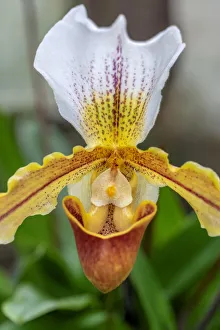Lady Slipper Prints: Venus Slipper Orchid