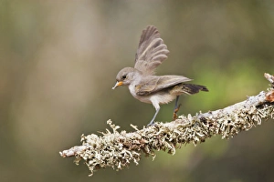 Verdin (Auriparus flaviceps) juvenile on perch