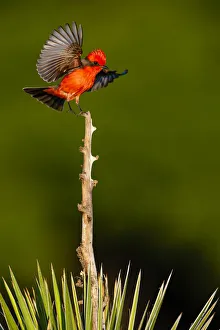 Vermilion Flycatcher (Pyrocephalus rubinus) landing