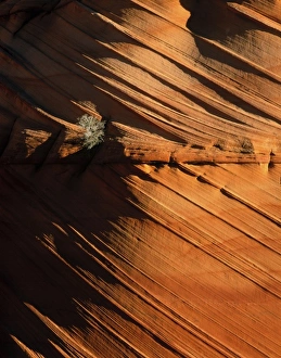 Vermillion Cliffs National Monument, Arizona. USA. Brush growing on cross-bedded Navajo Sandstone