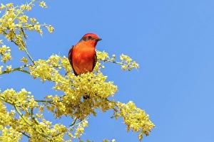 Songbird Prints: Vermillion flycatcher male in blooming mesquite tree, Pima County, Arizona