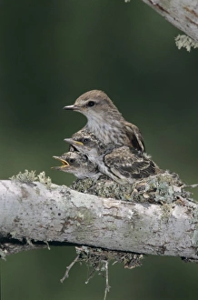 Images Dated 19th October 2007: Vermillion Flycatcher, Pyrocephalus rubinus, female in nest with young, Lake Corpus Christi