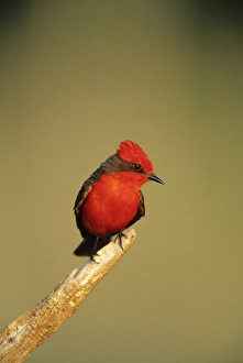 Spectacular Prints: Vermillion Flycatcher (Pyrocephalus rubinus) male, Starr Co, Texas