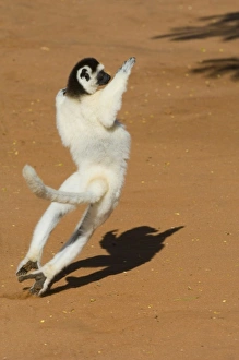 Verreauxs Sifaka, (Propithecus verreauxi), Berenty Reserve, Madagascar